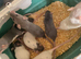 Handtame baby dumbo rats, Rex & Smooth coat. 5* homes only