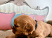 DNA TESTED CAVALIER KING CHARLES