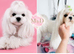 Korean Maltese KC registered