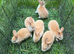 Cute and friendly bunnies