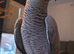 Hand reared 2 year old Congo African grey
