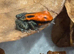 Dart frogs ranitomeya
