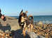 Chase- stud available