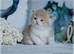 boy golden lilac with white