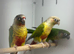 Green-cheeked Conures