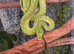 Male Biak Green Tree Python 3 years old