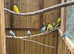 Mixed budgies cage and aivery bred