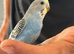 Hand Tame Budgies