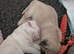 Albino pug/shitzu 4 month old