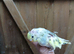 baby hand reared budgie with cage