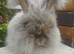 English Angora Doe looking for a home.