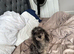 I have two amazing pups