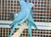 Blue ring neck