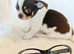 Tiny Chocolate Chihuahua puppies