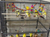 Fancy canary
