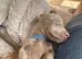 4 beautiful boys for sale