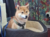 Shiba inu