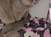 GCCF Registered Lilac British Shorthair