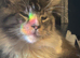 Large male maincoon Hercules