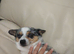 Chihuahua cross