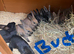 Gorgeous bucks for sale