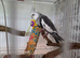 2 cockatiels (not tame)