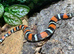 Tricolour Hognose Snake at Birmingham Reptiles