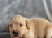 Kc registered labrador puppies
