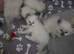 Blue point ragdolls