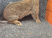 Male Rabbits