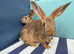 10 BELGAIN HARE KITS