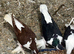 Lahore adult pair