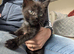Kitten for rehoming £50