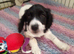 Wonderful Sprocker Pup.
