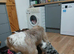 Border collie puppies