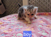 2 persian x cross kittens 1 boy 1 girl