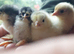 Chicks, Chickens, Ducklings & Hatching Eggs
