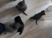 5 half ragdoll kittens