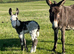 Donkey Mare Emerry And Her gorgeous Foal" Brown Mare Companion Horse