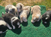 Beautiful Border Collies For Sale