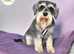Paws to perfection dog grooming LTD