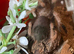 Mexican fire leg and enclosure