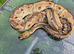3 adult female ball pythons available