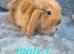 Baby rabbits ready now