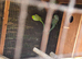 Breeding pair of ring necks