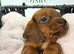 Ready now Outstanding Russian bloodline minis