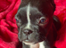 View today! Boxer x Boston terrier. Aka mini boxer quick sale