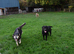 MaPuppies for sale only 4 weeks old not ready until 10 July