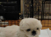 KC PEKINGESE PUPPYS AVAILABLE Now!!!