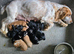 Cocker spaniel puppies for sale.